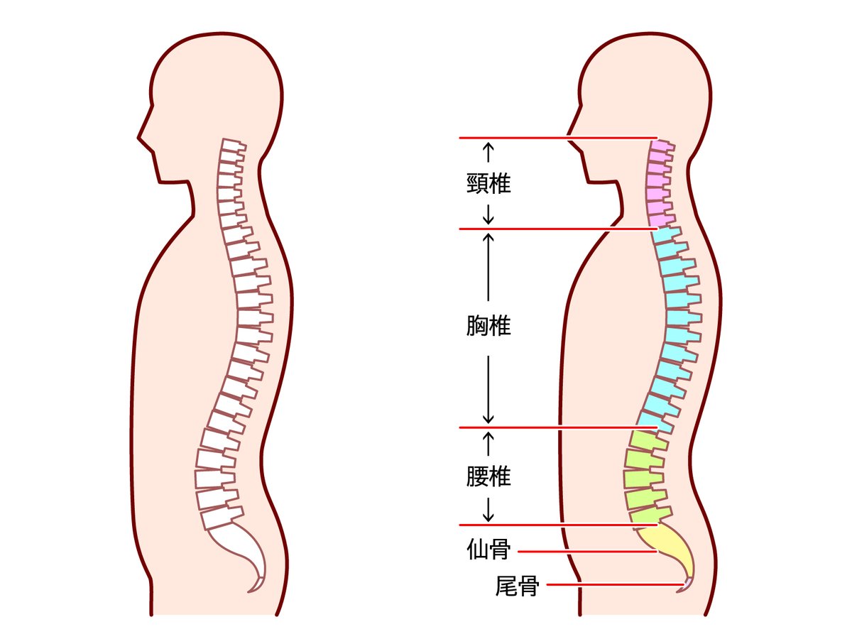 慢性的な肩こり、腰痛からみる背中の柔軟性