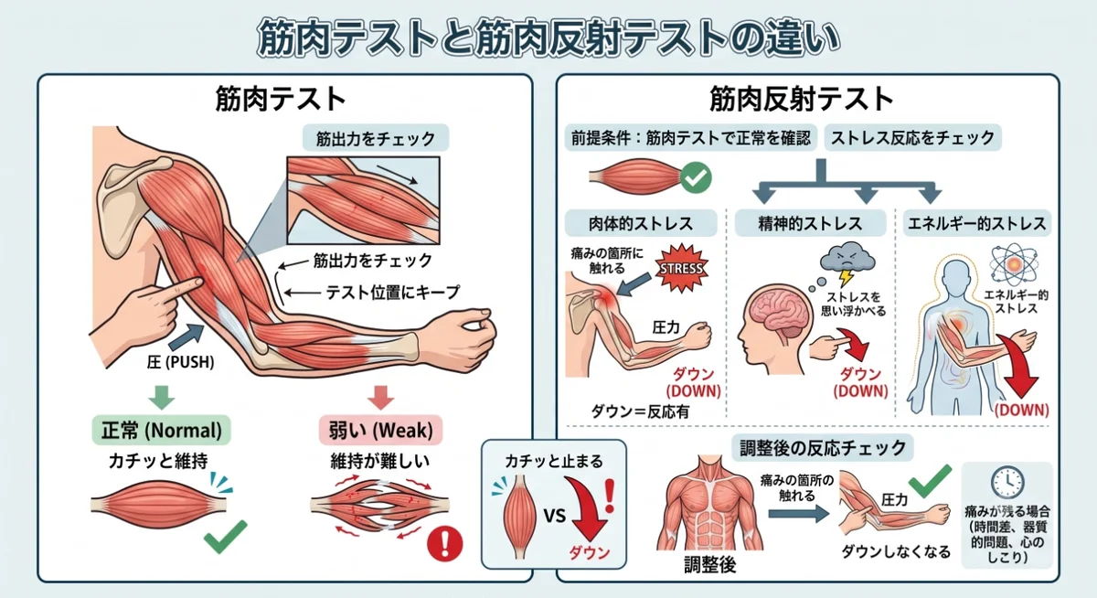 筋肉テストと筋肉反射テストの違い